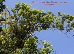 Bois de fer bâtard étranglé par un Ficus
