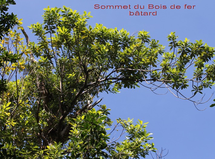 Bois de fer bâtard étranglé par un Ficus