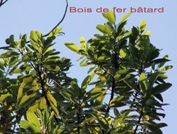 Bois de fer bâtard