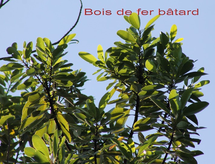 Bois de fer bâtard