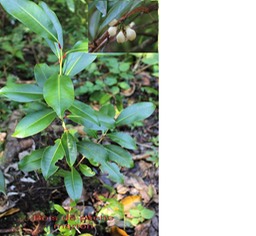 Bois de pêche marron- Psiloxylon mauritiana - Myrtacée- BM