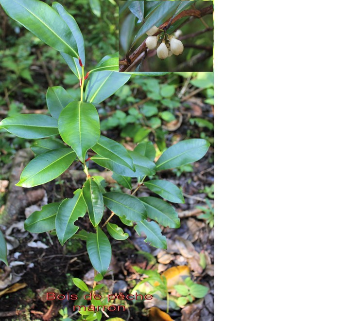 Bois de pêche marron- Psiloxylon mauritiana - Myrtacée- BM