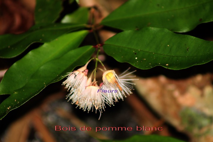 Bois de pomme blanc