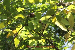 Bois de pomme