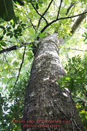 Bois de Poupart ou Zévi marron