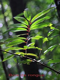 Bois de rongue - Erythroxylon laurifolium- Erythroxylacée - B