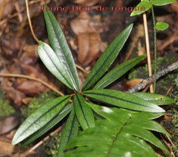 Bois de rongue- Jeune pied