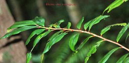 Bois de rongue-2