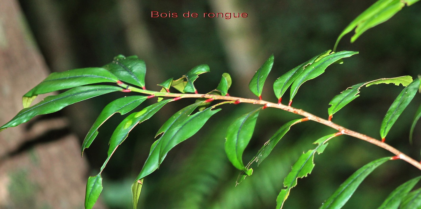 Bois de rongue-2