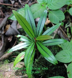 Bois de rongue-3