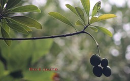 Bois jaune-1