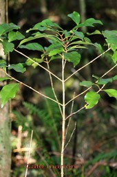Café marron - Coffea mauritiana- Rubiacée - BM