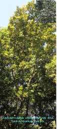 Calophyllum tacamahaca
