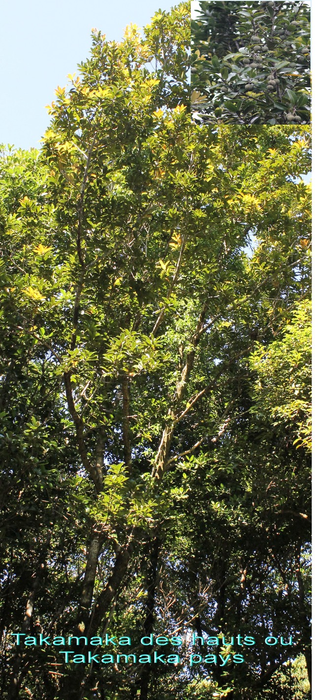 Calophyllum tacamahaca