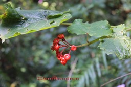 Clerodendron
