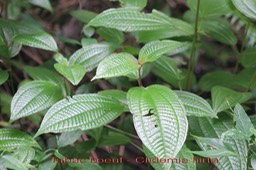 Clidemia hirta - Mélastomatacée - exo