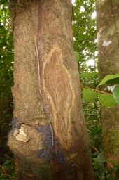 Ecorçage de Ochrosia borbonica