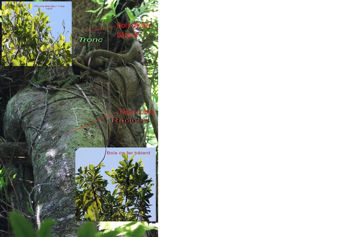 Ficus étrangleur sur Bois de fer bâtard