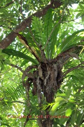 Fougère nid d'oiseau-Asplenium nidus