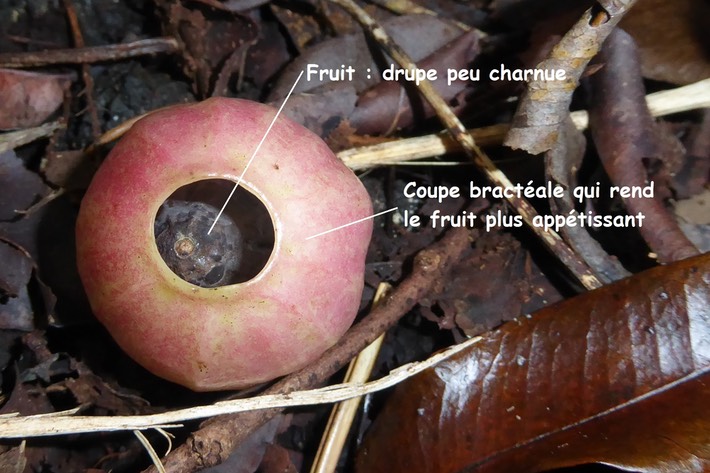 fruit de Hernandia  mascarenensis