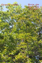 Grand natte et Bois de pomme