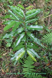 Jeune Bois de pomme