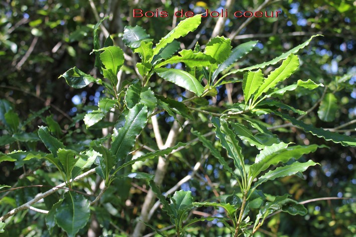 Joli coeur - Pittosporum senacia senacia- Pittosporacée - I