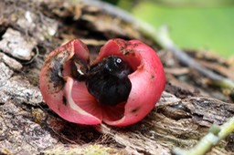 Le fruit du Bois blanc