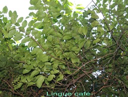 Lingue café- Mussaenda arcuata- Rubiacée - I