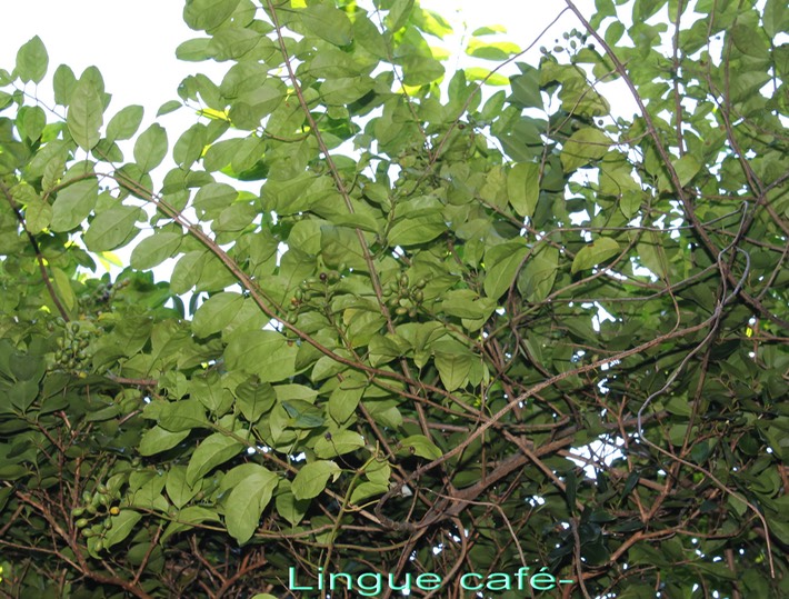 Lingue café- Mussaenda arcuata- Rubiacée - I