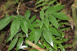 Mafatambois Cnestis glabra- Connaracée - I