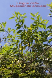 Mussaenda arcuata- Rubiacée - I