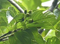 Mussaenda landia quinquina pays P1130762