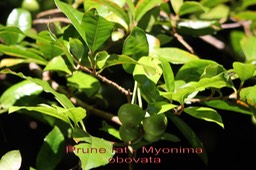 Myonima obovata - Rubiacée - B