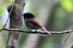 Oiseau la vierge-3