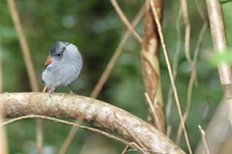 Oiseau la vierge