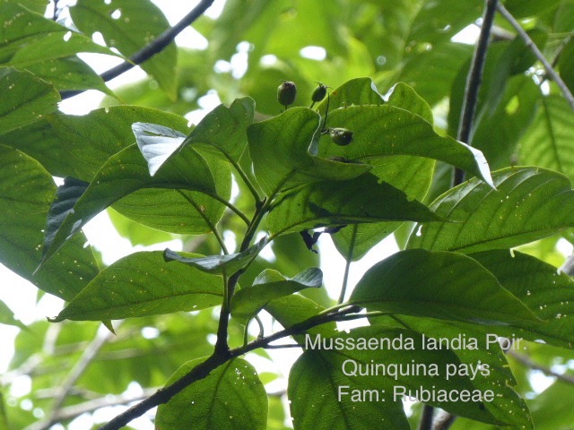 P1020435
