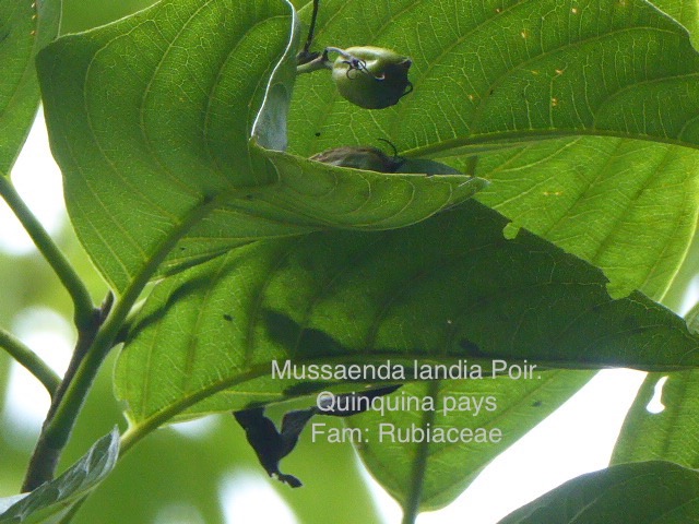 P1020436