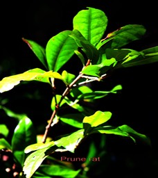 Prune rat - Feuilles avec marbrures