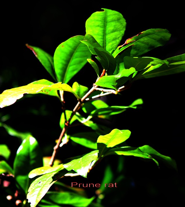 Prune rat - Feuilles avec marbrures