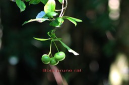 Prune rat - Myonima obovata- Rubiacée - BM