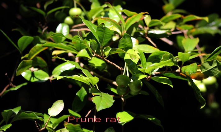Prune rat