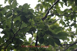 Quinquina pays - Mussaenda landia - Rubiacée - BM