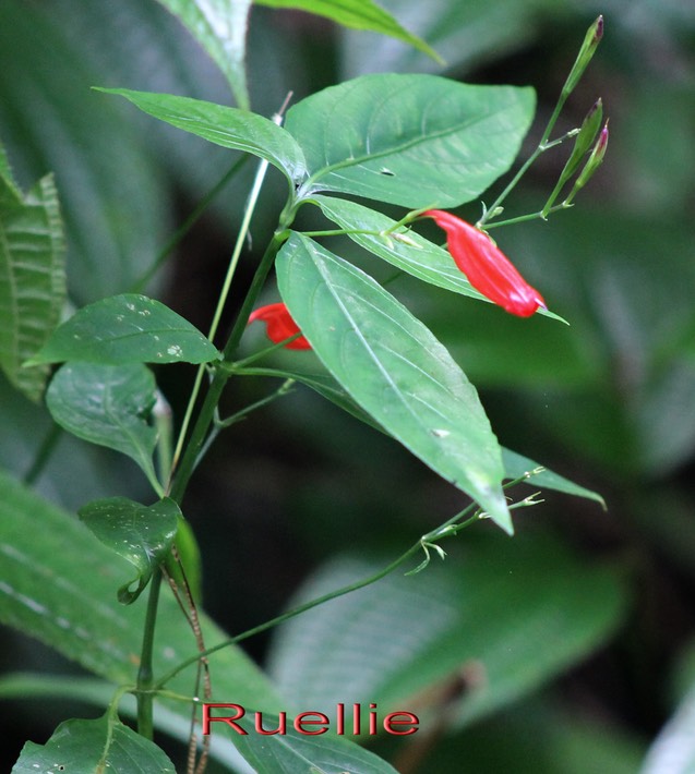 Ruellia sp - Acanthacée - exo