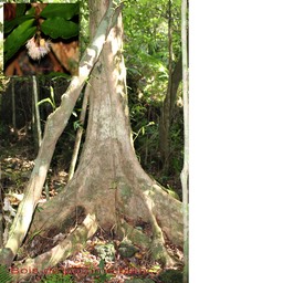 Syzygium borbonicum - Myrtacée - B