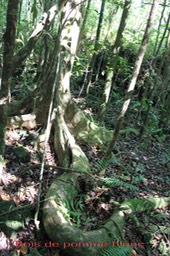 Syzygium borbonicum