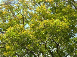 Syzygium cymosum bois de pomme rouge