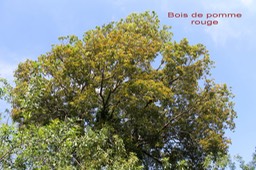 Syzygium cymosum var cymosum - Myrtacée - BM