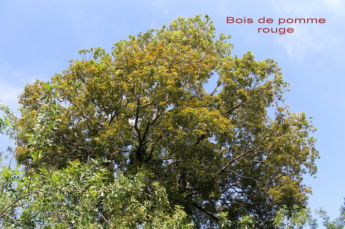 Syzygium cymosum var cymosum - Myrtacée - BM