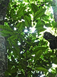 Tabernaemontana mauritiana. Bois de lait